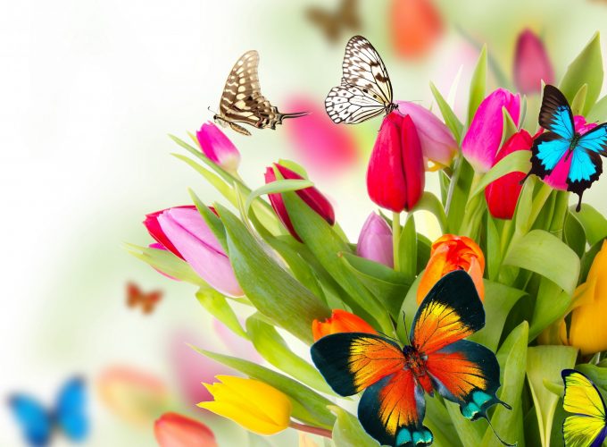 Wallpaper butterfly, flowers, tulips, 4k, Animals 5100416551